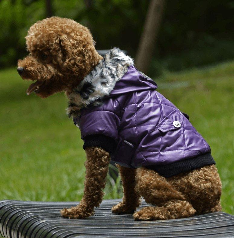 Autumn & Winter Fur Collar Dog Coat