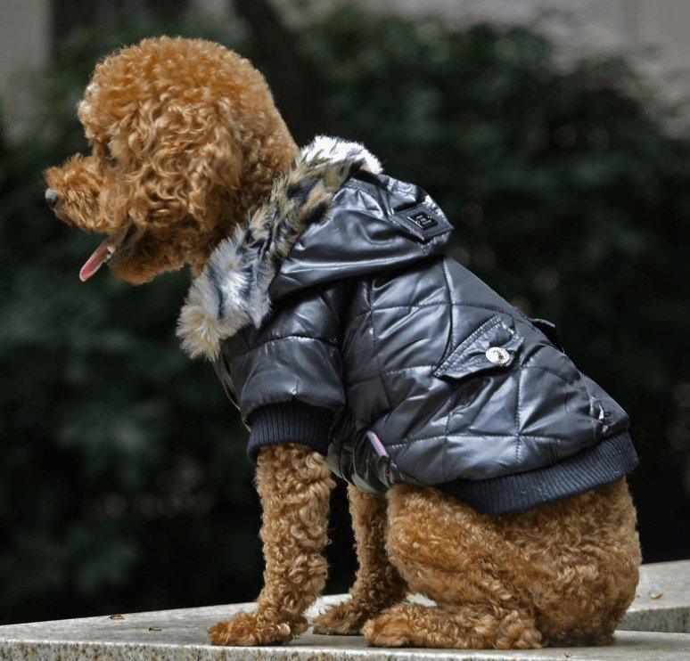 Autumn & Winter Fur Collar Dog Coat