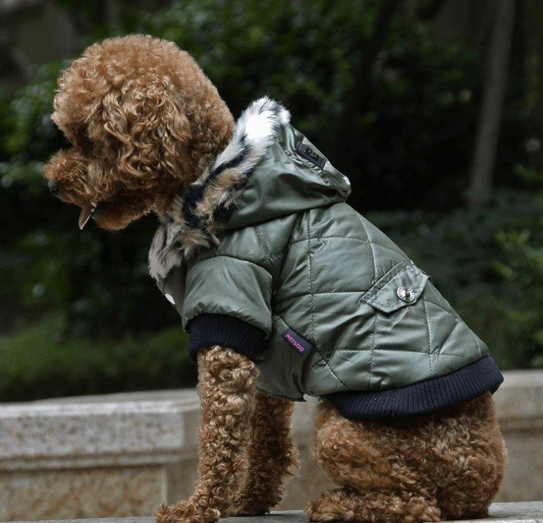 Autumn & Winter Fur Collar Dog Coat