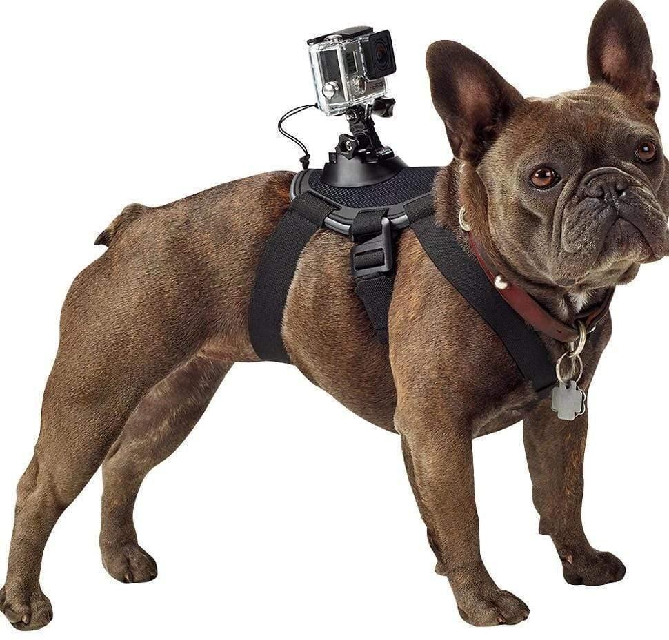 Dog's-Eye View: Capture The World With The Pet Dog Chest Strap