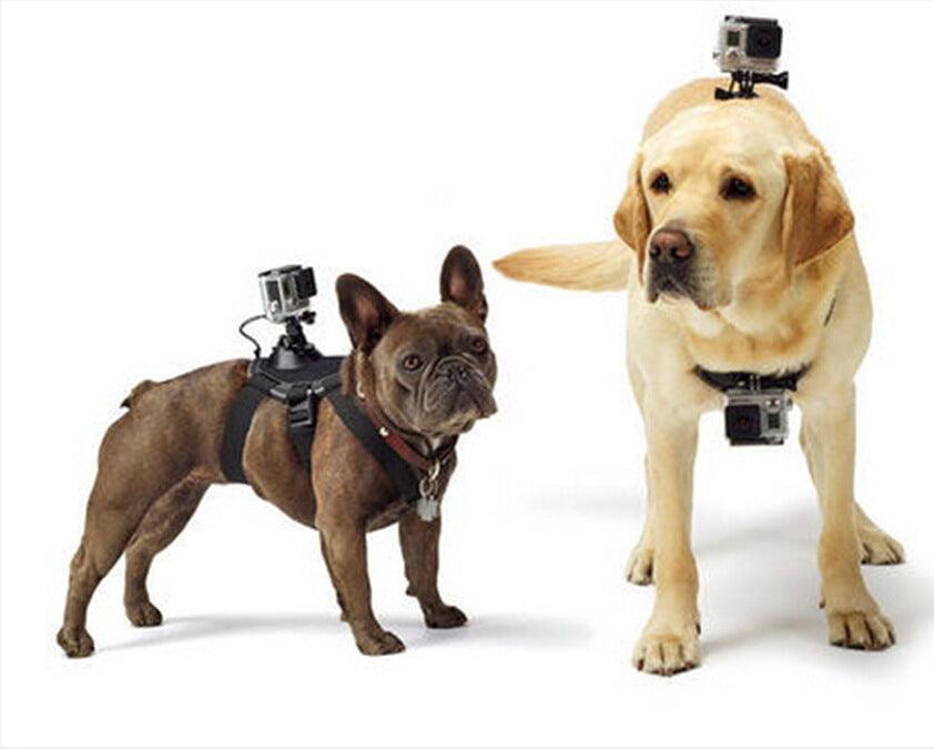 Dog's-Eye View: Capture The World With The Pet Dog Chest Strap
